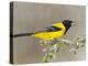 Audubon's Oriole (Icterus Graduacauda) Adult Perched, Starr Co., Texas, Usa-Larry Ditto-Premier Image Canvas