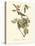 Audubon's Vireo-John James Audubon-Stretched Canvas