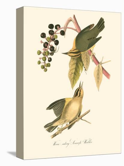 Audubon's Warbler-John James Audubon-Stretched Canvas