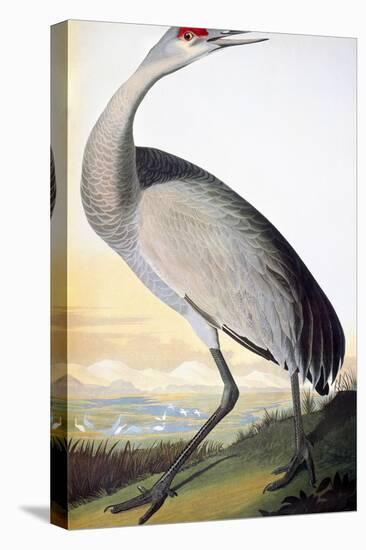 Audubon: Sandhill Crane-John James Audubon-Premier Image Canvas