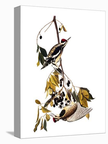 Audubon: Sapsucker, 1827-38-John James Audubon-Premier Image Canvas