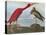 Audubon: Scarlet Ibis-John James Audubon-Premier Image Canvas