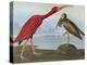 Audubon: Scarlet Ibis-John James Audubon-Premier Image Canvas