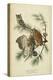 Audubon Screech Owl-John James Audubon-Stretched Canvas