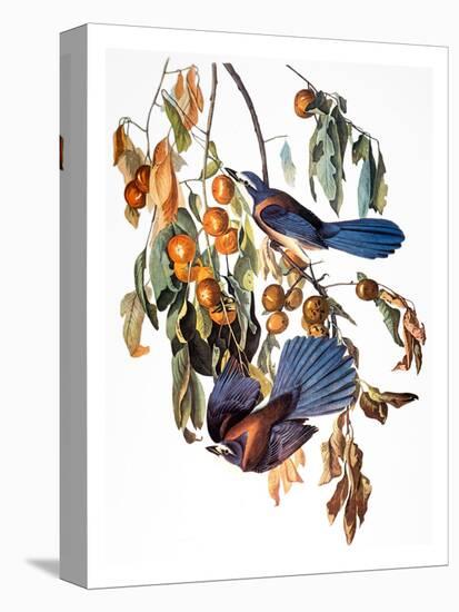 Audubon: Scrub Jay, 1827-38-John James Audubon-Premier Image Canvas