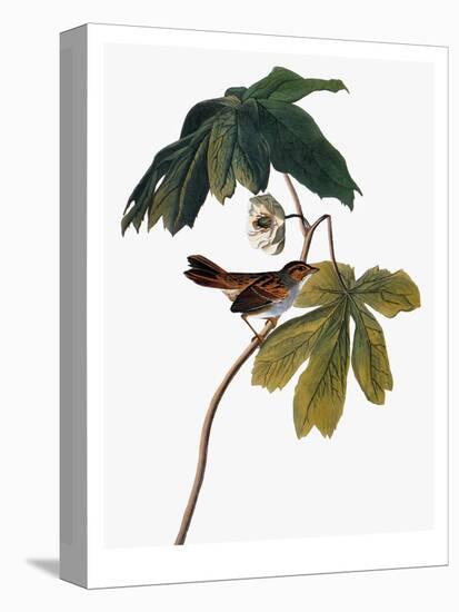 Audubon: Sparrow, 1827-38-John James Audubon-Premier Image Canvas