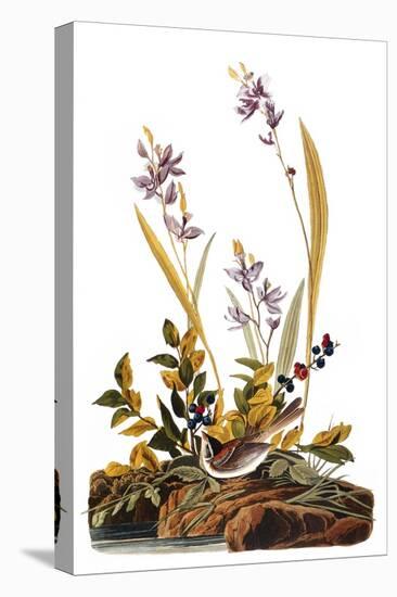 Audubon: Sparrow, 1827-38-John James Audubon-Premier Image Canvas