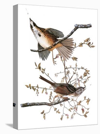 Audubon: Sparrow, 1827-38-John James Audubon-Premier Image Canvas