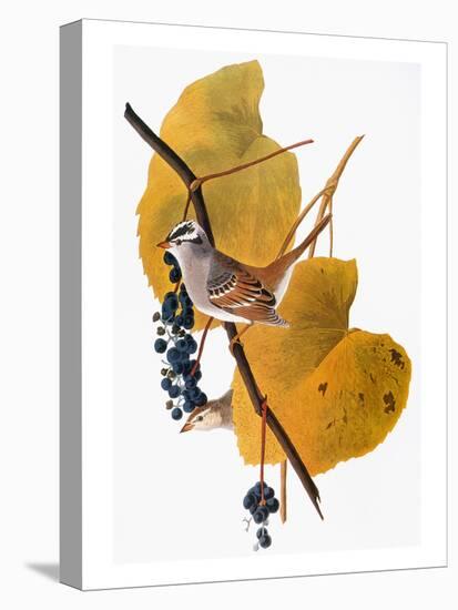 Audubon: Sparrow-John James Audubon-Premier Image Canvas