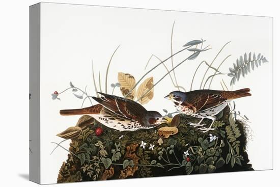 Audubon: Sparrow-John James Audubon-Premier Image Canvas