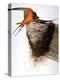 Audubon: Swallow-John James Audubon-Premier Image Canvas