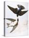 Audubon: Swallows, 1827-38-John James Audubon-Premier Image Canvas