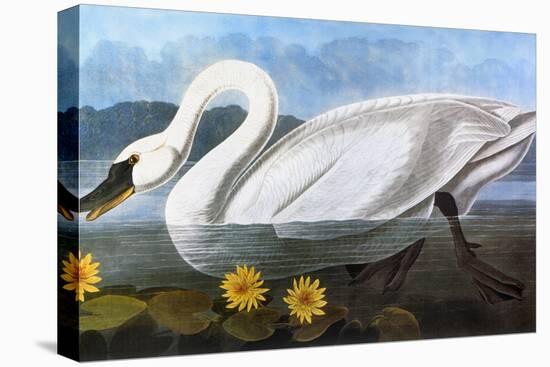 Audubon: Swan, 1827-John James Audubon-Premier Image Canvas