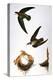 Audubon: Swift-John James Audubon-Premier Image Canvas