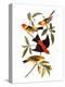 Audubon: Tanager, 1827-John James Audubon-Premier Image Canvas