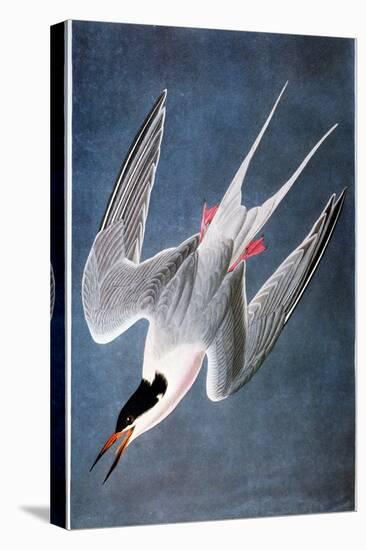 Audubon: Tern-John James Audubon-Premier Image Canvas