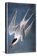 Audubon: Tern-John James Audubon-Premier Image Canvas