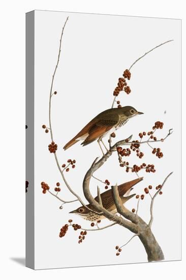 Audubon: Thrush-John James Audubon-Premier Image Canvas