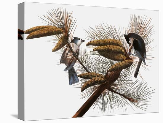 Audubon: Titmouse-John James Audubon-Premier Image Canvas