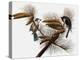 Audubon: Titmouse-John James Audubon-Premier Image Canvas