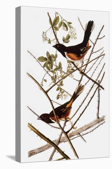 Audubon: Towhee-John James Audubon-Premier Image Canvas