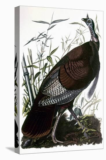 Audubon: Turkey-John James Audubon-Premier Image Canvas