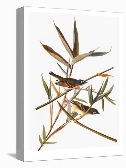 Audubon: Vireo-John James Audubon-Premier Image Canvas