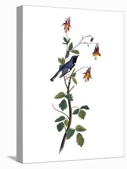 Audubon: Warbler, 1827-38-John James Audubon-Premier Image Canvas