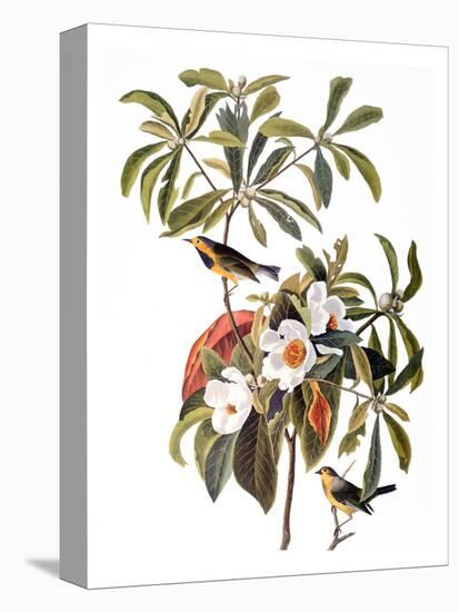 Audubon: Warbler, 1827-38-John James Audubon-Premier Image Canvas