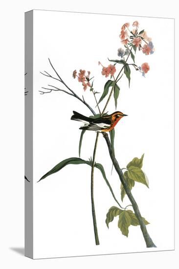 Audubon: Warbler, 1827-38-John James Audubon-Premier Image Canvas