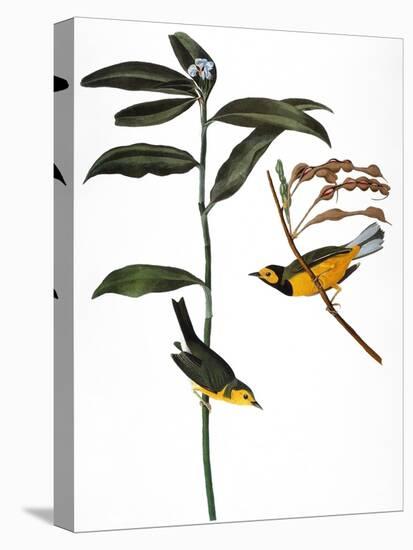 Audubon: Warbler, 1827-John James Audubon-Premier Image Canvas