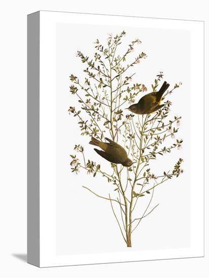 Audubon: Warbler-John James Audubon-Premier Image Canvas