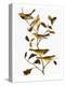 Audubon: Warbler-John James Audubon-Premier Image Canvas