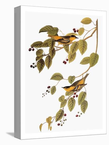 Audubon: Warbler-John James Audubon-Premier Image Canvas