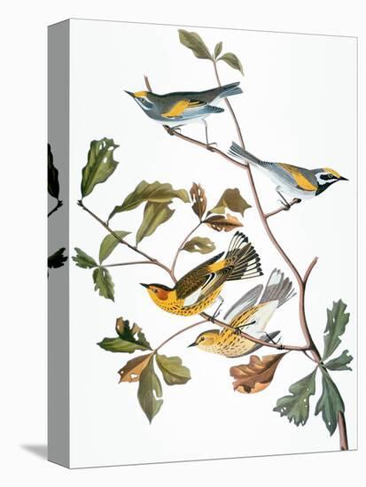 Audubon: Warbler-John James Audubon-Premier Image Canvas
