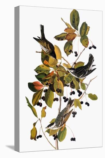 Audubon: Warbler-John James Audubon-Premier Image Canvas