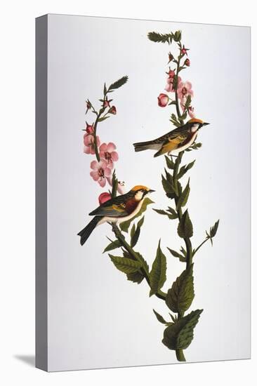 Audubon: Warbler-John James Audubon-Premier Image Canvas