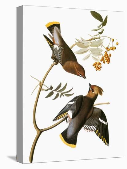 Audubon: Waxwing-John James Audubon-Premier Image Canvas