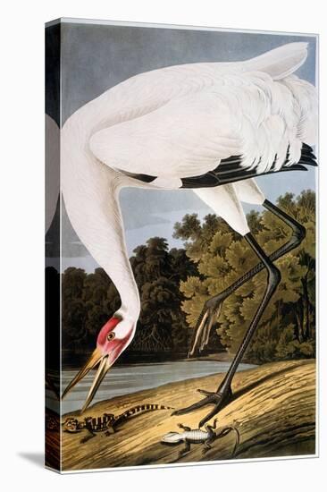 Audubon: Whooping Crane-John James Audubon-Premier Image Canvas