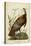 Audubon Wild Turkey-John James Audubon-Stretched Canvas
