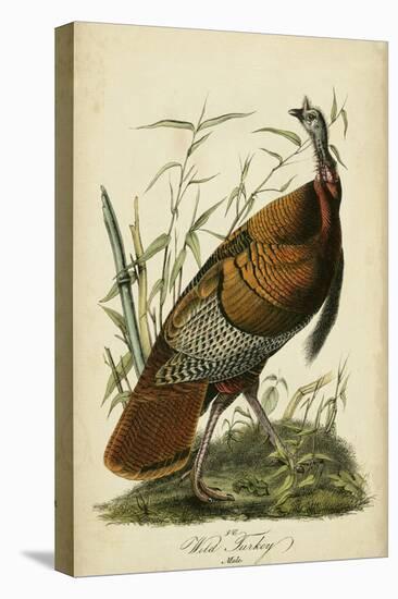 Audubon Wild Turkey-John James Audubon-Stretched Canvas