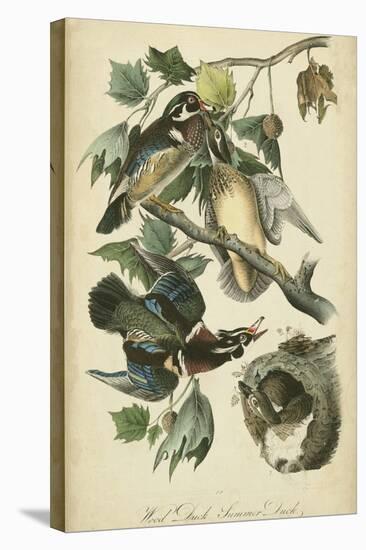 Audubon Wood Duck-John James Audubon-Stretched Canvas