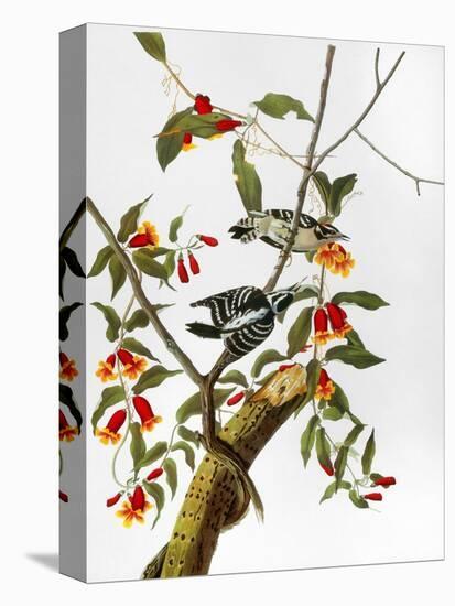 Audubon: Woodpecker, 1827-John James Audubon-Premier Image Canvas