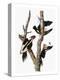 Audubon: Woodpecker-John James Audubon-Premier Image Canvas