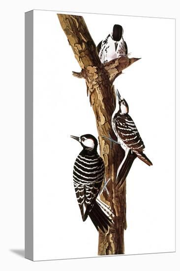 Audubon: Woodpecker-John James Audubon-Premier Image Canvas