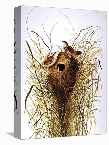 Audubon: Wren-John James Audubon-Premier Image Canvas