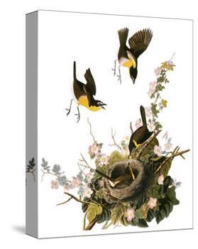 Audubon: Yellow Chat-John James Audubon-Premier Image Canvas