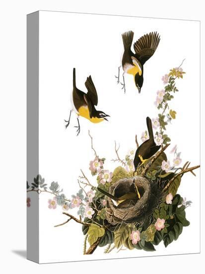 Audubon: Yellow Chat-John James Audubon-Premier Image Canvas