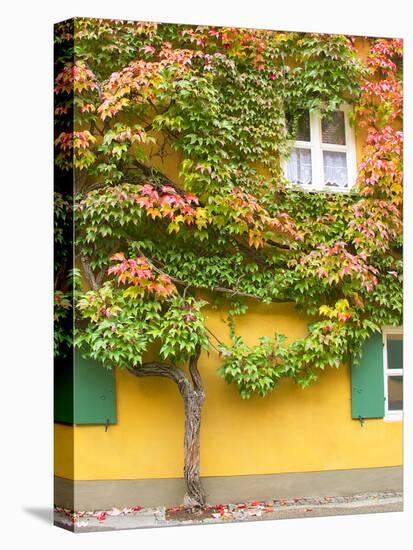 Augsburg Tree and Windows-George Johnson-Premier Image Canvas