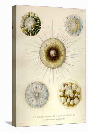 Aulacantha Scolymantha, Thalassicalla Zanclea, Thalassolampe Margarodes-Ernst Haeckel-Stretched Canvas